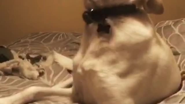 White dog on grey bed howls at top of lungs