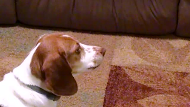 My beagle freaking out by....