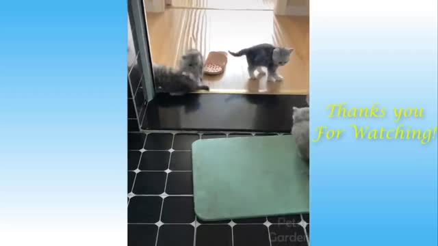 cats playing 2