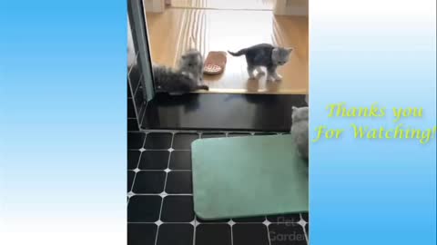 cats playing 2