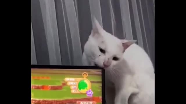 Funny Cats Part 4