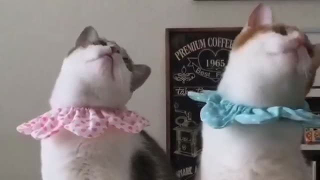 they are happy