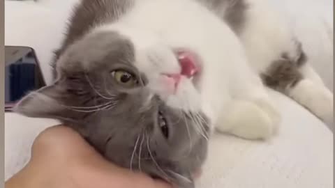 Cute & n****** cat