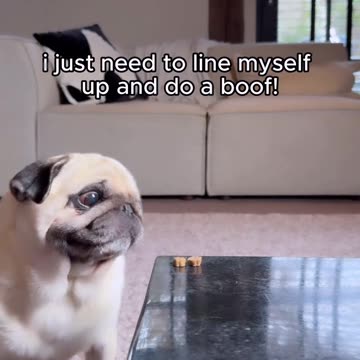 Clumsy Pup Struggles To Get Treats