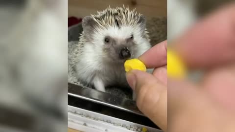 Cute and funny dog with me