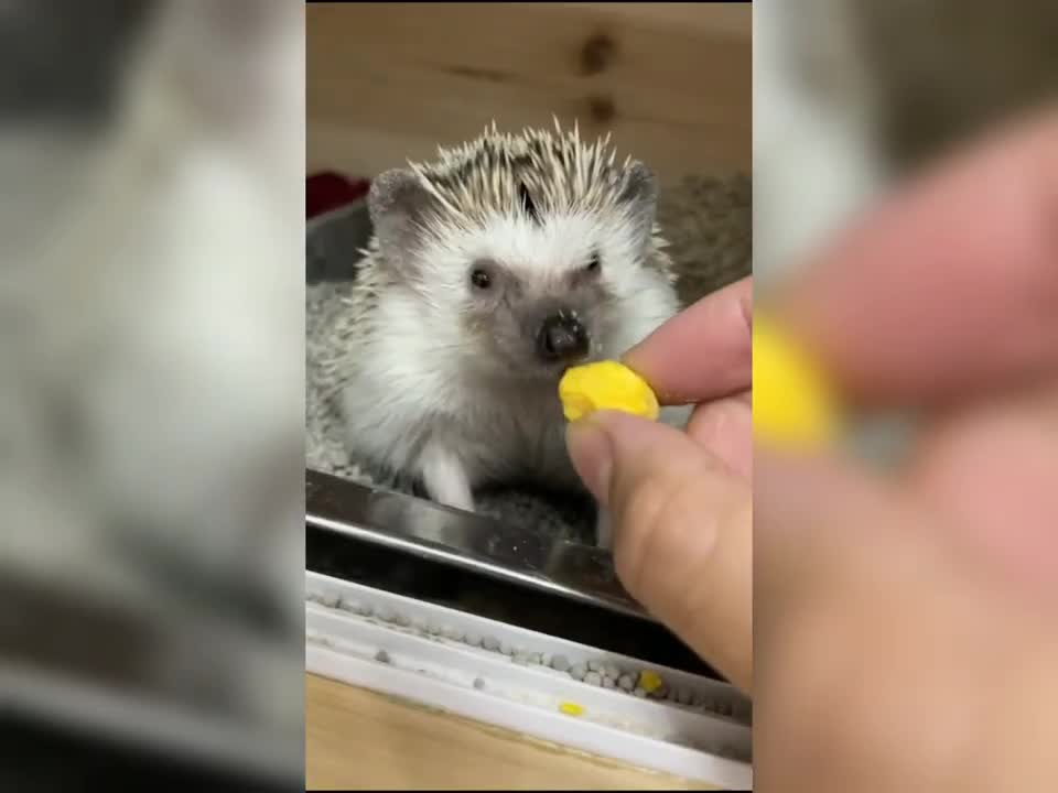 Cute and funny dog with me