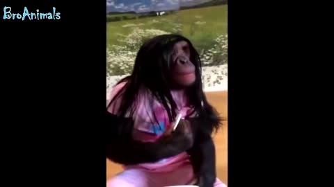 Funny monkeys have fun! fun with animals making happy all time.