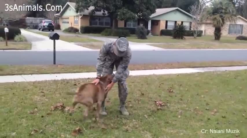 Dog crying when he meets owner after 2 years 10 years separation