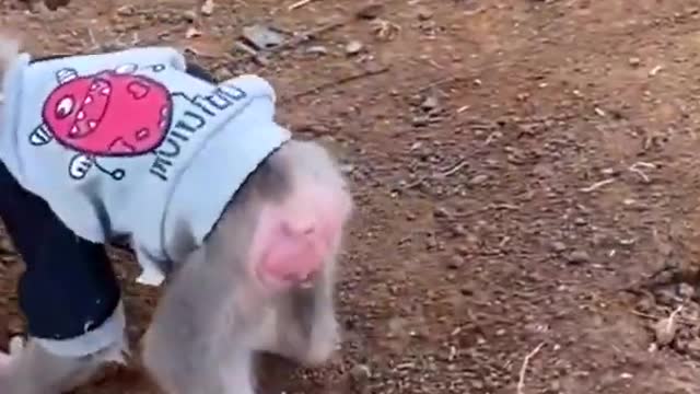 Baby Lyly monkey has fun with pets Dog and duck cats #Shorts119