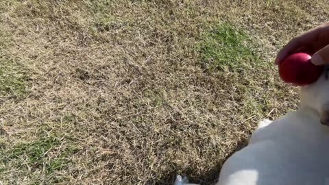 A little dog suffering from obsessive-compulsive disorder!!!