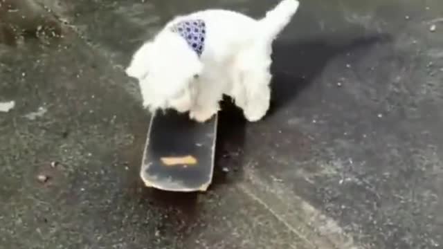 cute and funny dog