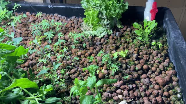 Feburary 2022 Aquaponics Update