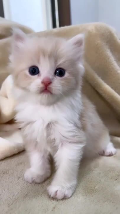 cute cat shorts❤#cat #cutecat