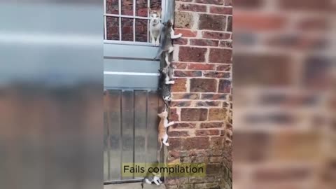 Cute And Funny Cats Videos Compilation 2023 😹