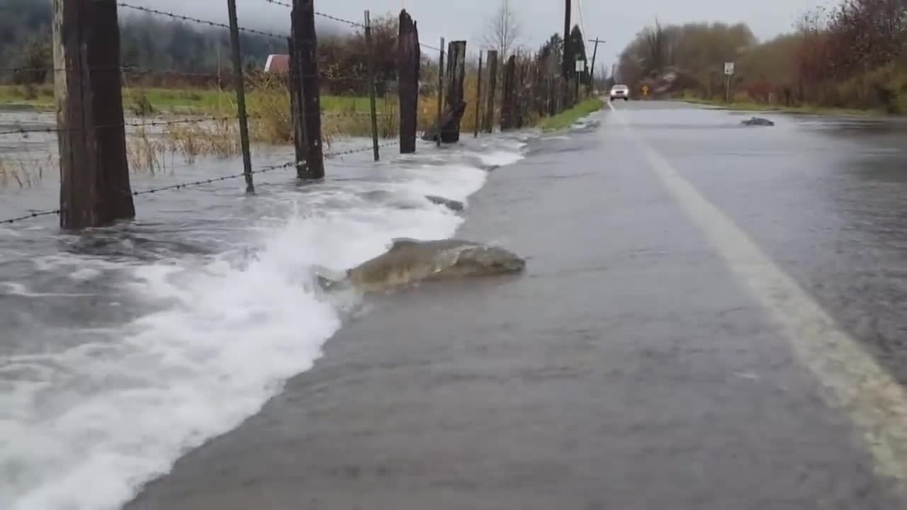 Fish cross the road