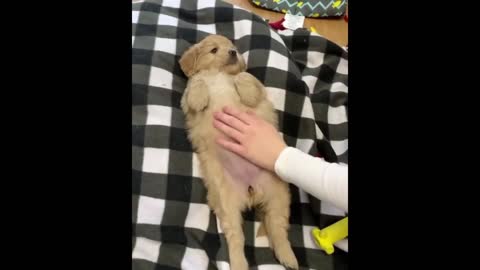 The cutest dogs and cats. Must see and watch