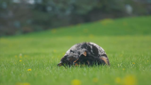 fanny dogs play together in nature