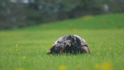 fanny dogs play together in nature