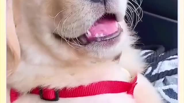 pet#funnyvideo#dog#cat