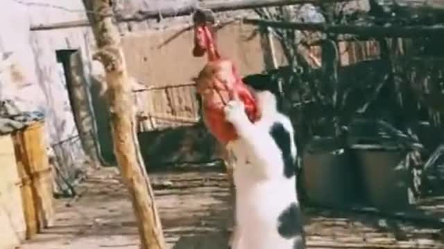 Funny Cat Video Vines - Funny Cat Collection