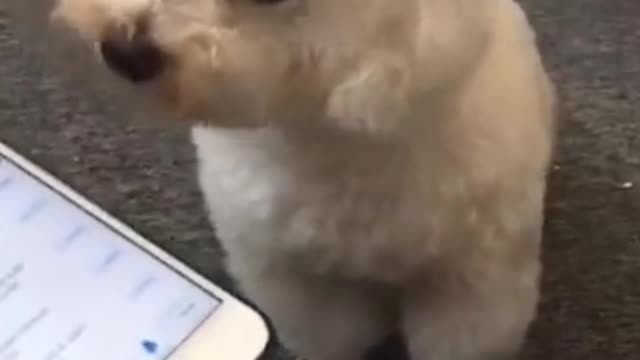 Cutest reaction of animals caught on camera.