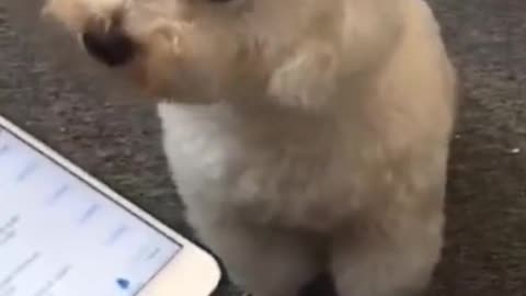 Cutest reaction of animals caught on camera.