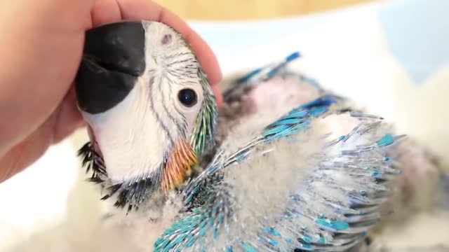 How baby macaw grows up | From the hatch until the eyes opened