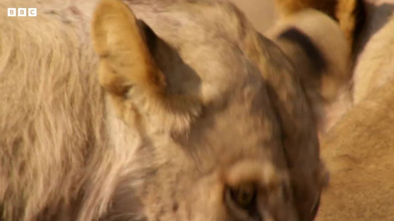 Lions Attempt to Take Down a Bull _ 4K UHD _ The Hunt _ BBC Earth