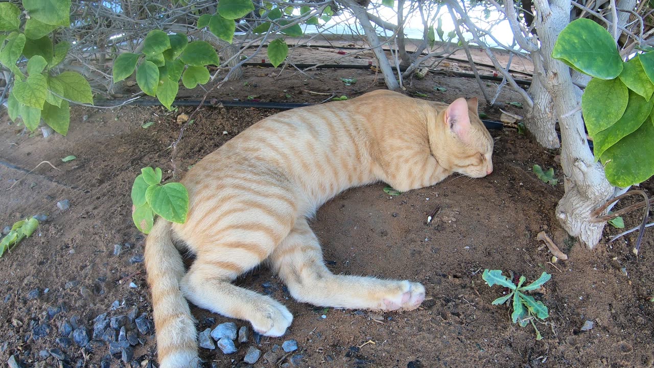 ED SHEERAN - Homeless cat in Ras Al Khaimah, UAE #cat #cats #EdSheeran #emirates #rak #ae #UAE #food