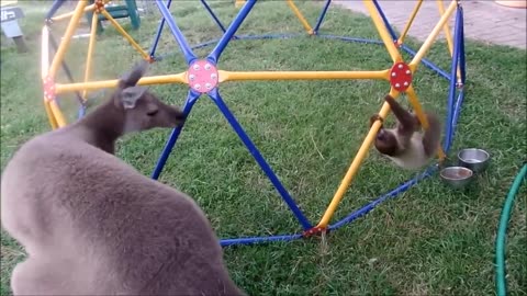 BABY SLOTH FUNNY VIDEO