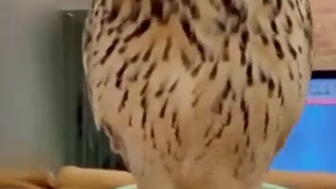 Best funny animal video of the year