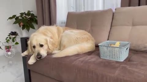 What does a Golden Retriever do when sees Baby Chicks