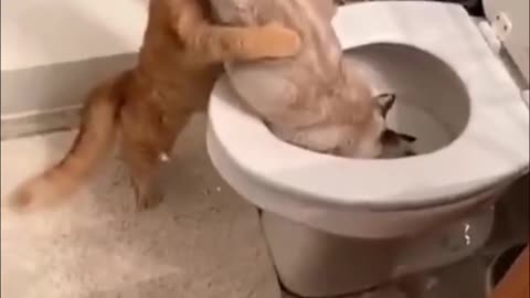 funny cat moments