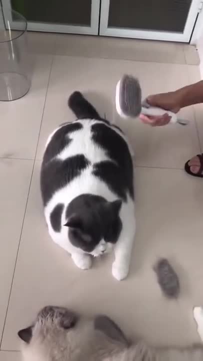 George Cat Brush from Aumuca! Cute Cats