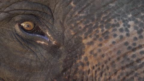 Elephant's eye close up