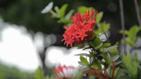 Soothe the mood：Flame of the forest flower