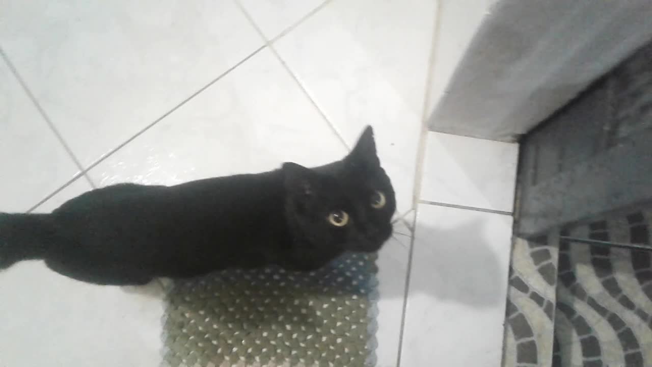 My black cat