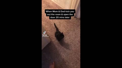 FUNNY CAT MEMES COMPILATION OF 2022