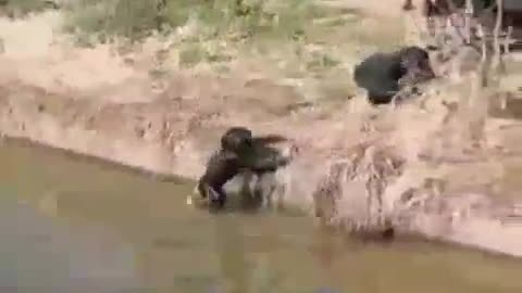 One Bad Hit And You Wil Be Gone.....World Best And Amazing Video!!❤️
