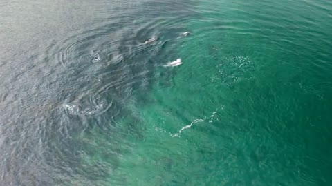 Aerial shot showing Peale's dolphins also know as Lagenorhynchus australis