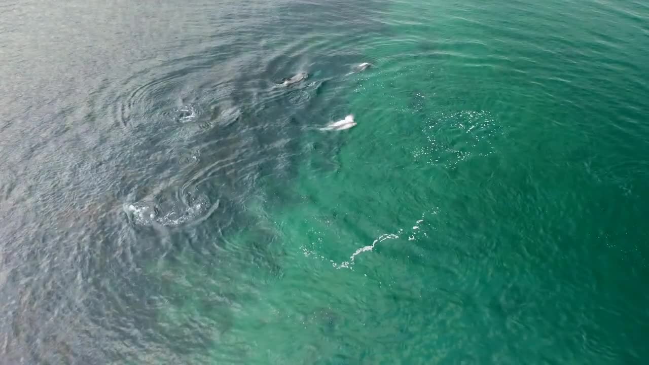 Aerial shot showing Peale's dolphins also know as Lagenorhynchus australis