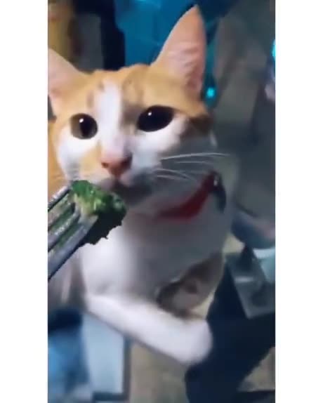 Cat Absolutely Hates Brocolli #funnyanimals #funnyreactions #catlife