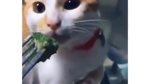 Cat Absolutely Hates Brocolli #funnyanimals #funnyreactions #catlife