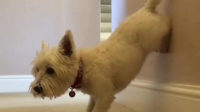 Dancing dog,funny,cute