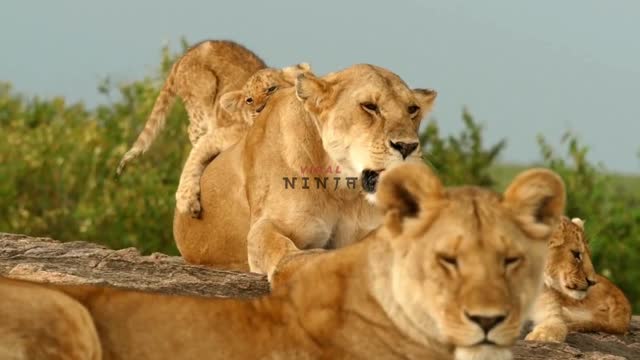 Cute lion cub jumping on the back of his mom