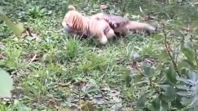 So Adorable. Wait till you see what happens to the Stuffed Tiger at the end!! . . .