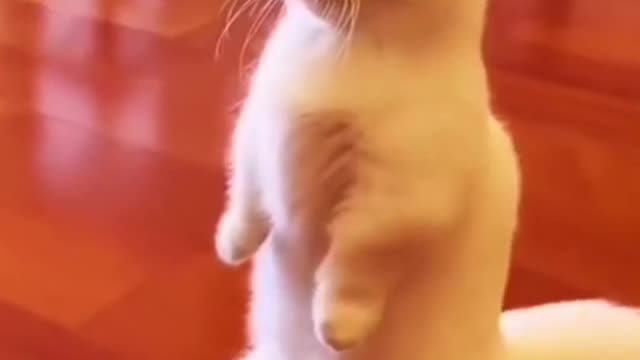 Cute cat funny video