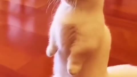 Cute cat funny video