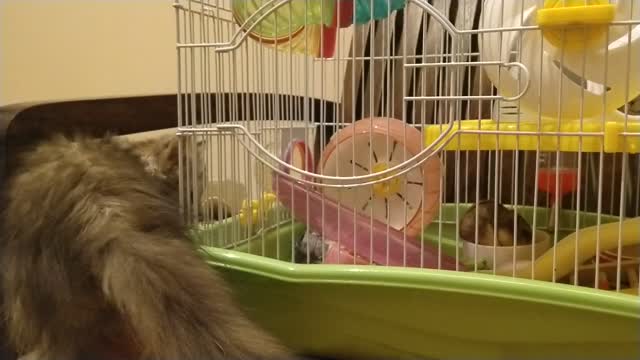Lilly 5 months old with Theodore 7 months old campbell dwarf hamster
