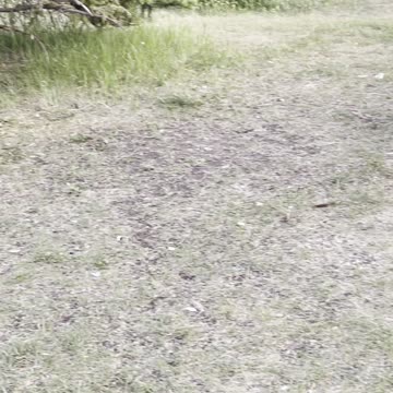 Seagulls is smart bird